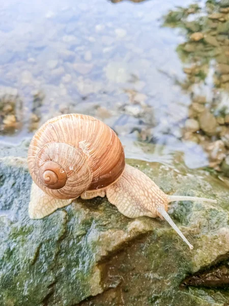 Snail crawls on a stone near the water