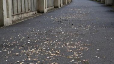 sonbahar yürüyüş