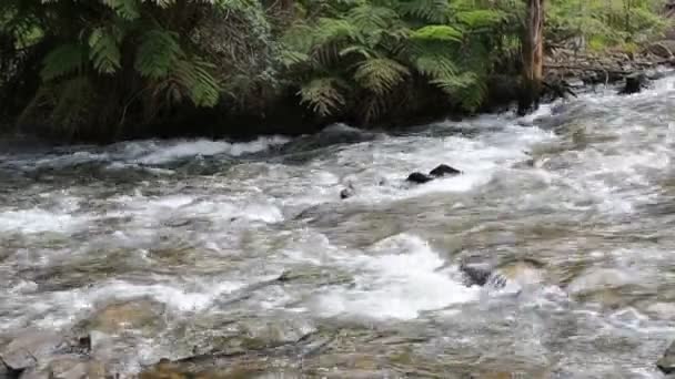 Поток горного потока — стоковое видео