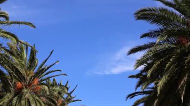 Palmiye ağaçları ve mavi gökyüzü