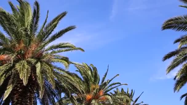 Пальмы и голубое небо — стоковое видео