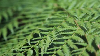 fern arka plan, odak kayması