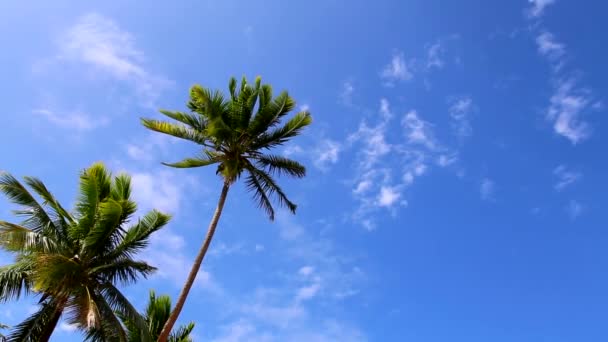 Cielo azul y palmeras — Vídeo de stock