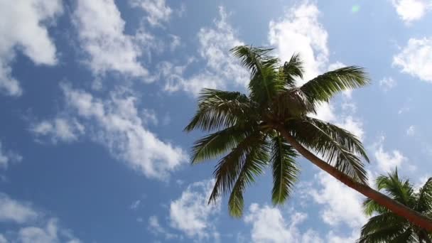 蓝蓝的天空和棕榈树 — 图库视频影像