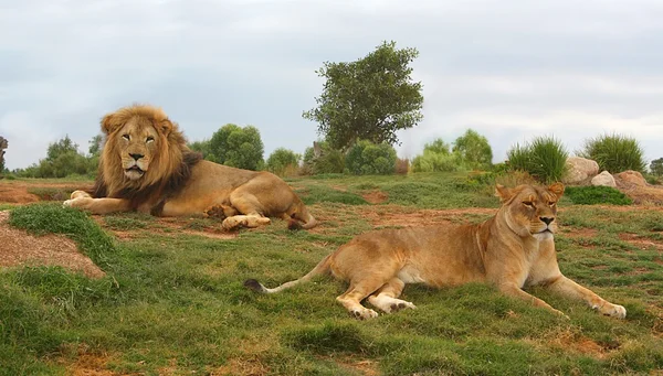 Aslan ve aslan — Stok fotoğraf