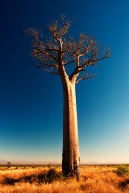 Madagaskar Baobap Ağacı