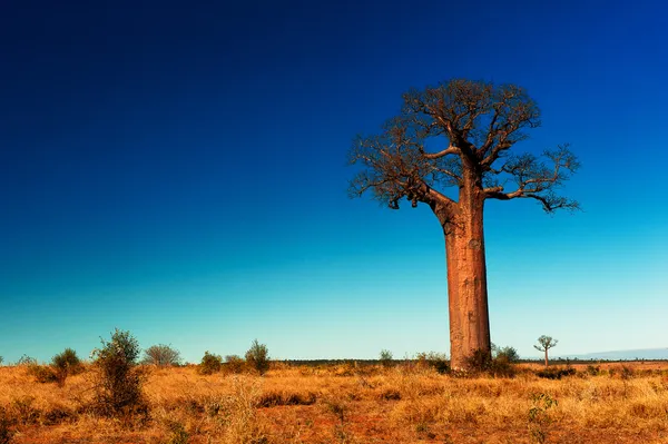 Baobab tree in Madagascar — Stock Photo, Image