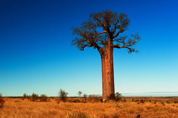 Drzewie baobabu w Madagaskar — Zdjęcie stockowe