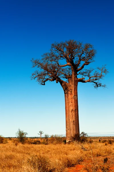 Baobab strom v Madagaskar — Stock fotografie