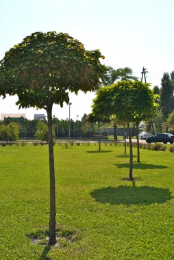 Ukrayna zengin bir parçası içinde ağaçlar