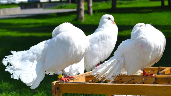 Прекрасные белые голуби над клеткой — стоковое фото