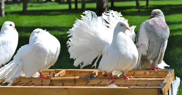 Прекрасные белые голуби над клеткой — стоковое фото