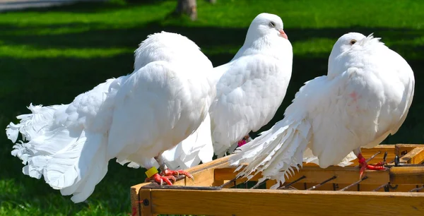 Hermosas palomas blancas sobre la jaula —  Fotos de Stock