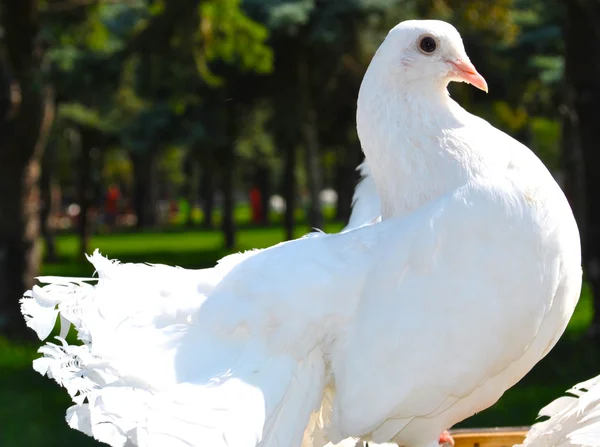 Hermosa paloma blanca con plumas muy brillantes — Foto de Stock