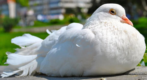 Красивый белый голубь — стоковое фото