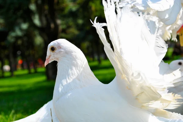 Hermosa paloma blanca con plumas muy brillantes —  Fotos de Stock