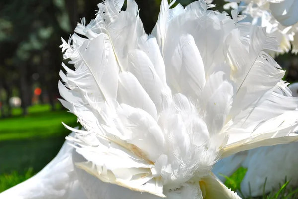 Mooie witte duif met zeer heldere veren — Stockfoto