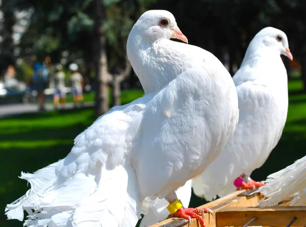 Beautiful white pigeons — Stock Photo, Image