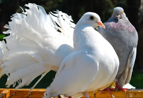 Pareja familiar de palomas —  Fotos de Stock