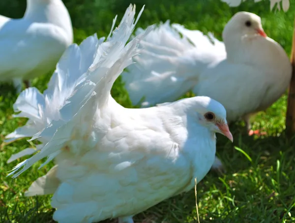 Красивые белые голуби — стоковое фото