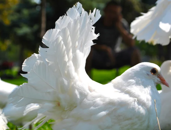 Beautiful white pigeon — Stock Photo, Image