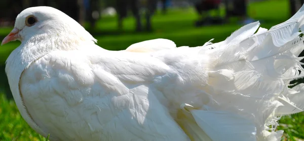 Bellissimo piccione bianco — Foto Stock