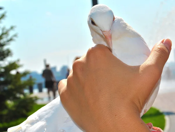 Beautiful white pigeon in the hands — Stock Photo, Image