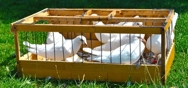 Palomas blancas en la jaula —  Fotos de Stock