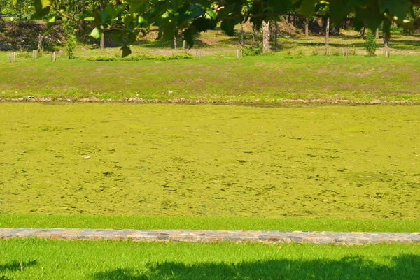 Green dirty lake in Ukraine — Stock Photo, Image