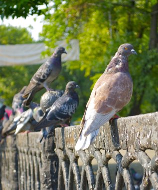 kararsız parktaki güvercinler