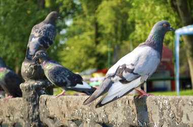 kararsız parktaki güvercinler