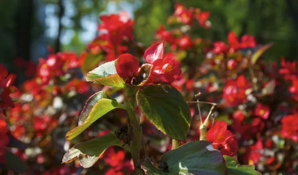 Columnia fiori in Ucraina — Foto Stock