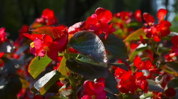 Columnia fiori in Ucraina — Foto Stock