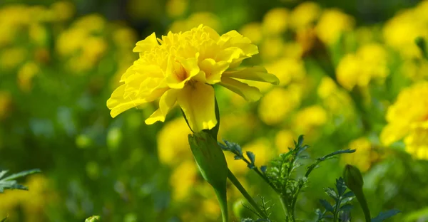 Primula auktionsplaner — Stockfoto