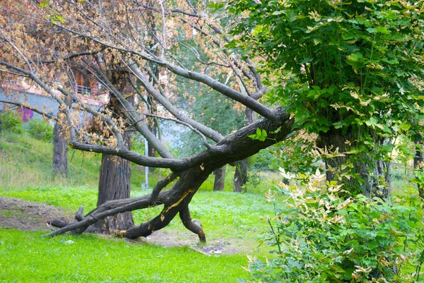 Broken tree on the ground — Stock Photo, Image