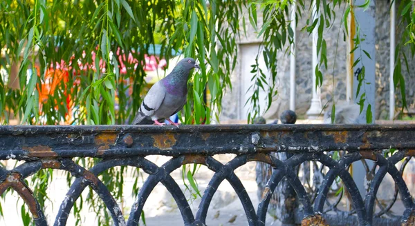 Un piccione sulla recinzione — Foto Stock