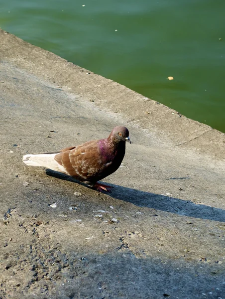 Piccione solitario vicino all'acqua — Foto Stock