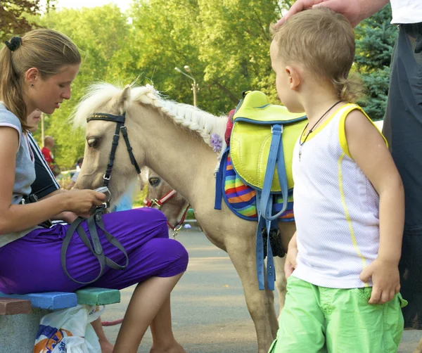 Kleiner Junge sieht Pony an — Stockfoto