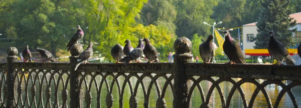 Pombos na cerca no parque — Fotografia de Stock