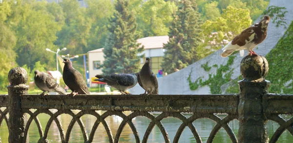 Palomas en la cerca en el parque —  Fotos de Stock