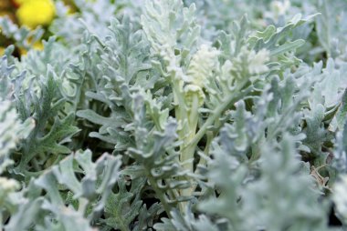 Ukrayna'nın zemin çiçek