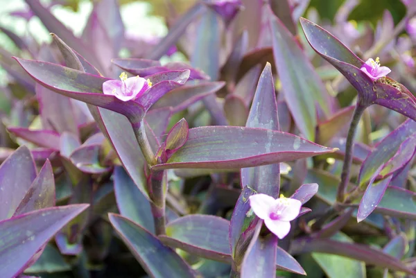 Flowers of the ground of Ukraine — Stock Photo, Image