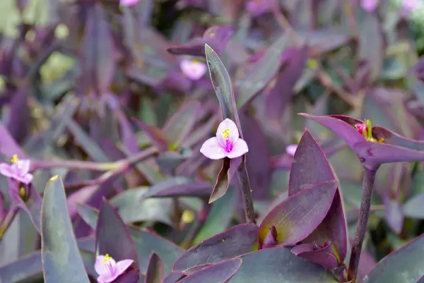 Fleurs du sol de l'Ukraine — Photo