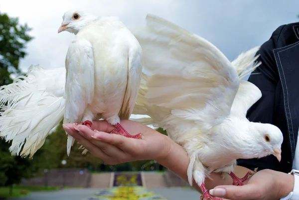 Pigeons blancs dans les mains — Photo
