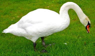güzel beyaz kuğu ot yiyor