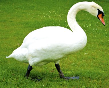 güzel beyaz kuğu çimlerin duvarlar ve eats