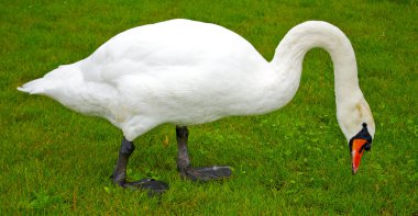 güzel beyaz kuğu çimlerin duvarlar ve eats