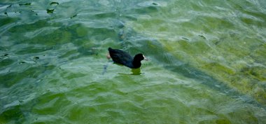 Ördek suda yüzüyor.