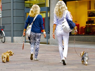 iki köpek ile iki sarışınlar