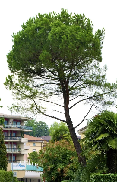 İsviçre meraklı ağaç — Stok fotoğraf